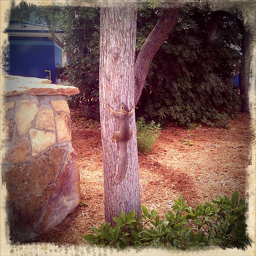 Squirrel at Sea World San Antonio